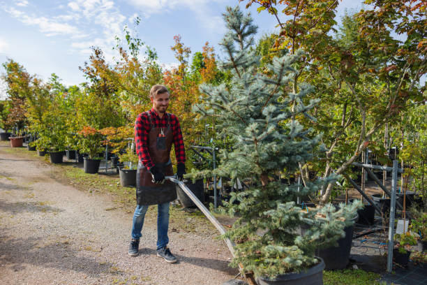 Reliable Hacienda Heights, CA Tree Removal Solutions